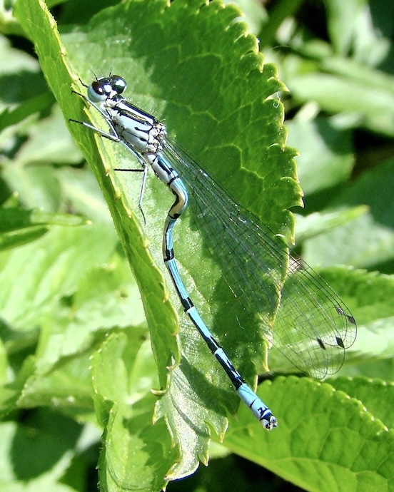 azure damselfly